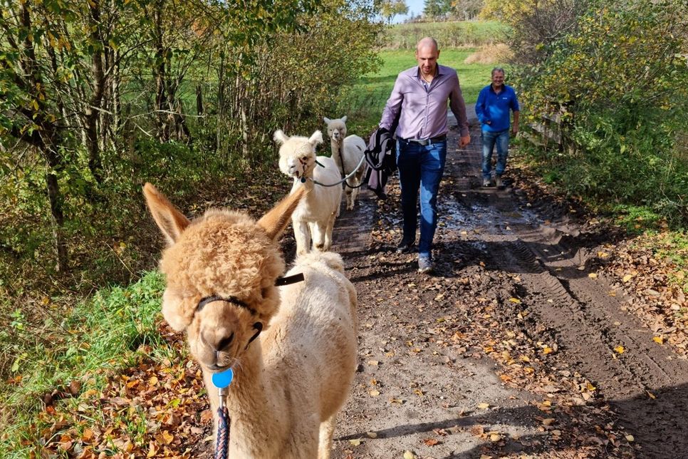 Unterwegs mit flauschigen Wanderfreunden. Alpakas bringen Ruhe in den Spaziergang.
