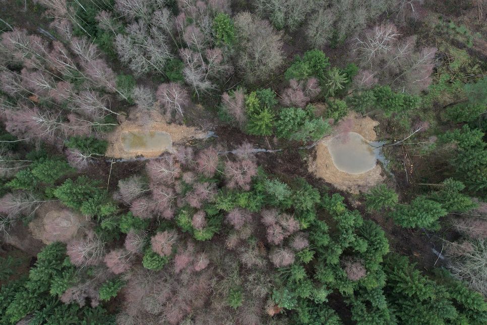 Das Drohnefoto zeigt Tümpel im Wald von Bell.