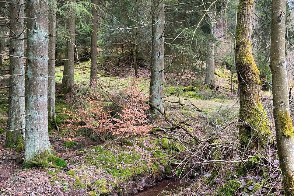 Zu jeder Jahreszeit bietet der Wald viele Möglichkeiten auf Entdeckungsreise zu gehen.