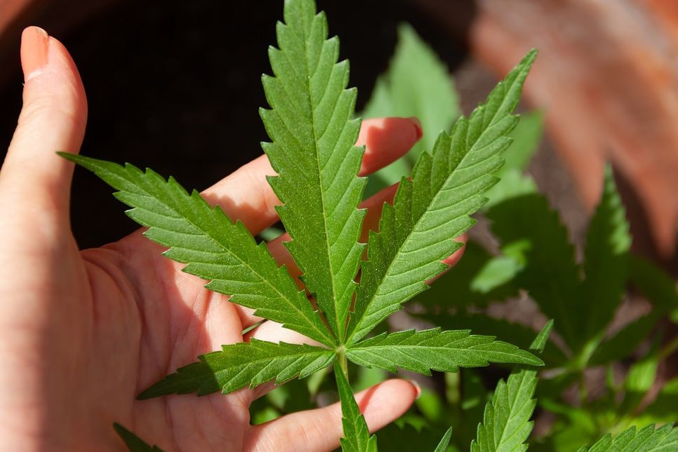Der Bundesrat hat den Weg für die Cannabis-Legalisierung frei gemacht.