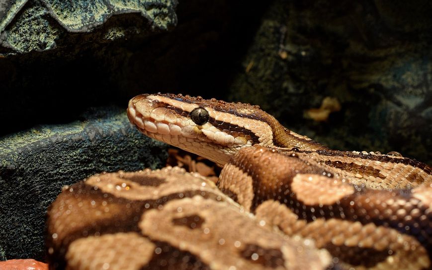 Eine Pythonschlange wurde an einer Bushaltestelle in Kenn ausgesetzt.