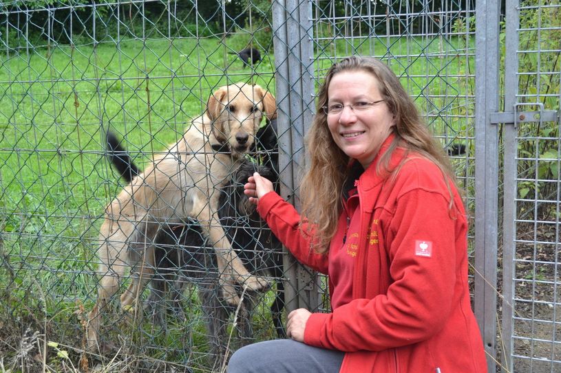 Im großen Gehege in der Pension des Hundezentrums Canis Familiaris laufen die Tiere gemeinsam frei herum. Ob die Tiere sich dafür eignen, klärt Iris Kersting vorher ab. Foto: Tim Nolden