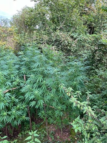 Ein Jäger hat eine wilde Cannabis-Zucht im Wald bei Mechernich-Eicks entdeckt