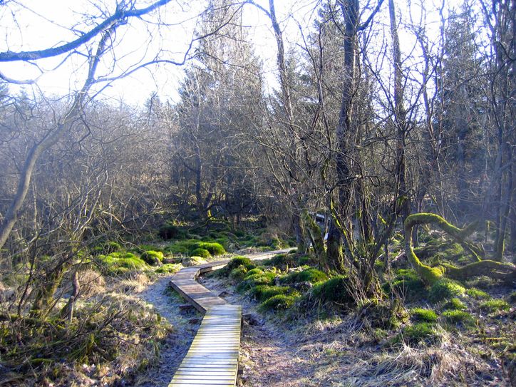 Hohes Venn und Herbst- eine perfekte Kombination. Foto: Natur Aktiv Erleben