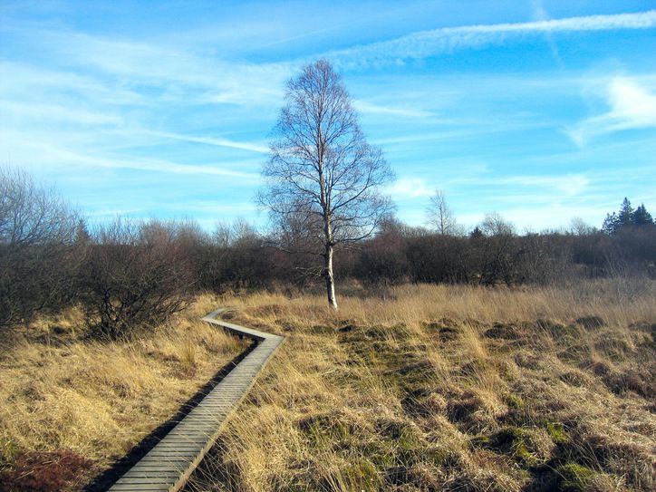 Hohes Venn und Herbst- eine perfekte Kombination. Foto: Natur Aktiv Erleben