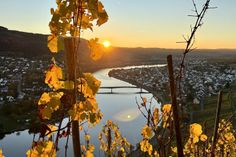 Herbstlicher Blick auf die Mosel bei Mehring