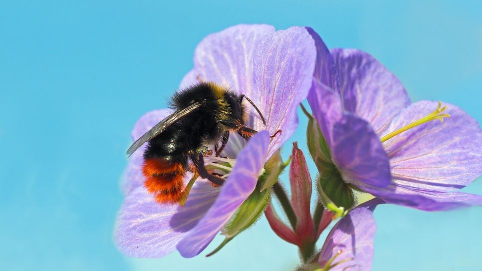 Die Steinhummel. Foto: Pixabay