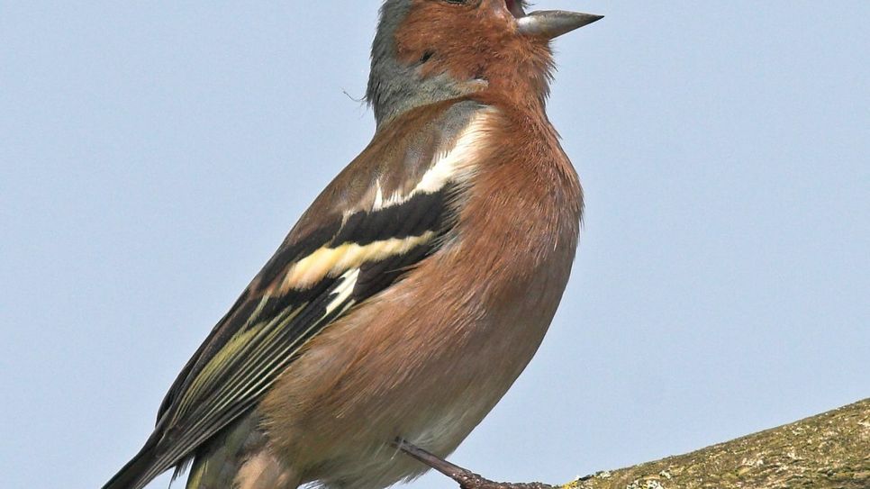 Die meisten Buchfinken leben in Wäldern, aber auch in baumbestandenen Gärten sind sie oft zu Gast. Foto: F. Hecker