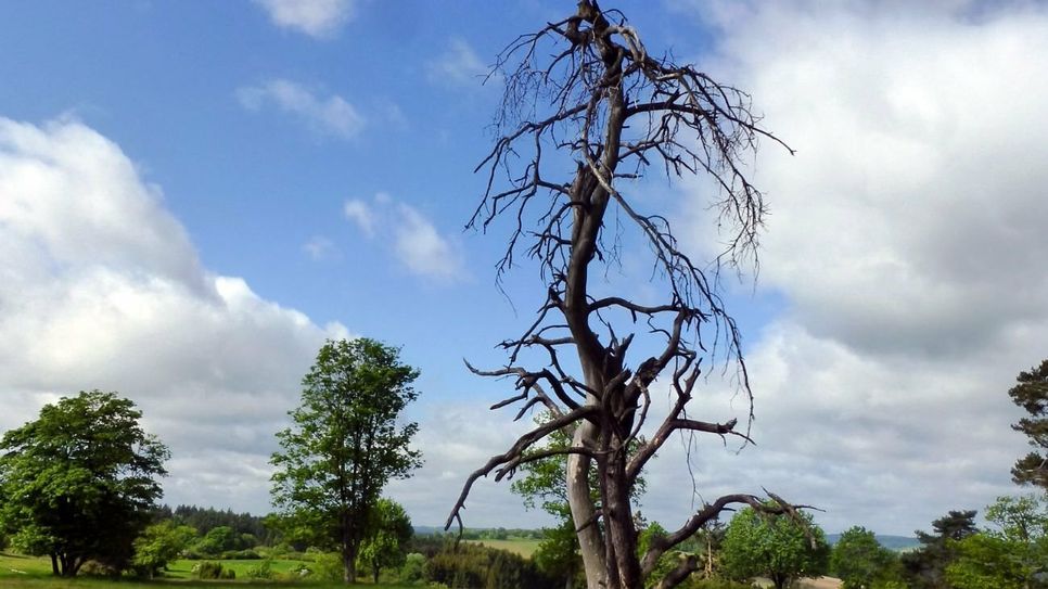 Auf der Blumenrather Heide.