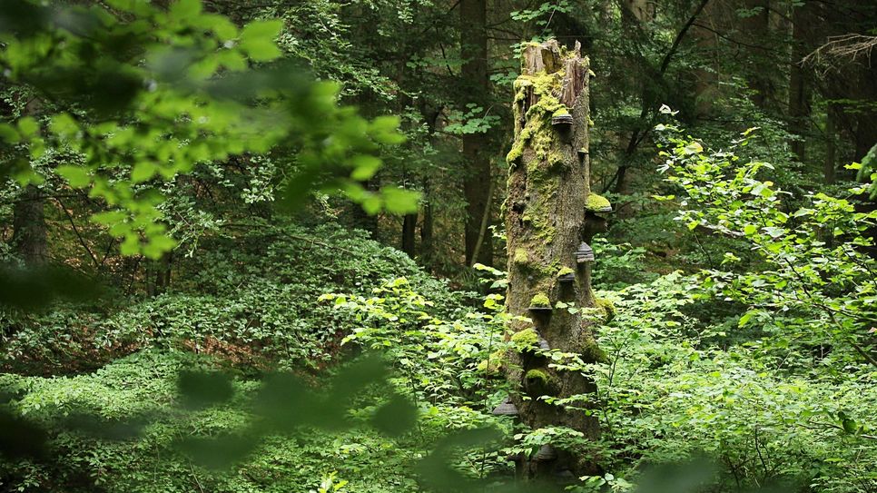 Von der ungewöhnlichen Naturbühne Nationalpark Eifel und seinen zahlreichen Arten handelt  die Dokumentation "Urwald von morgen - Nationalpark Eifel". Foto: Nationalparkverwaltung Eifel/M. Weisgerber