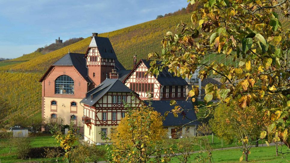 Die Weinbaudomäne Avelsbach. Foto: Neumann