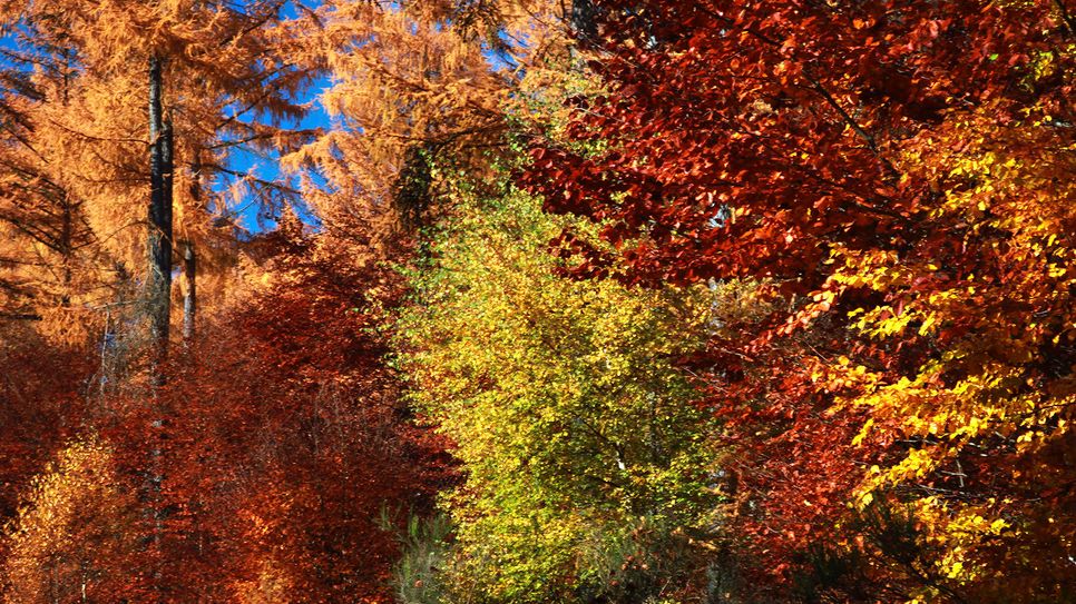 Herbst im Nationalpark Hunsrück-Hochwald. Foto: Konrad Funk