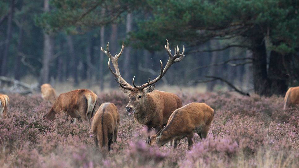 Derzeit beobachten die Ranger*innen im Nationalpark einige Besuchenden, die abends oder nachts im Nationalpark umherstreifen, um die Hirschbrunft zu erleben.