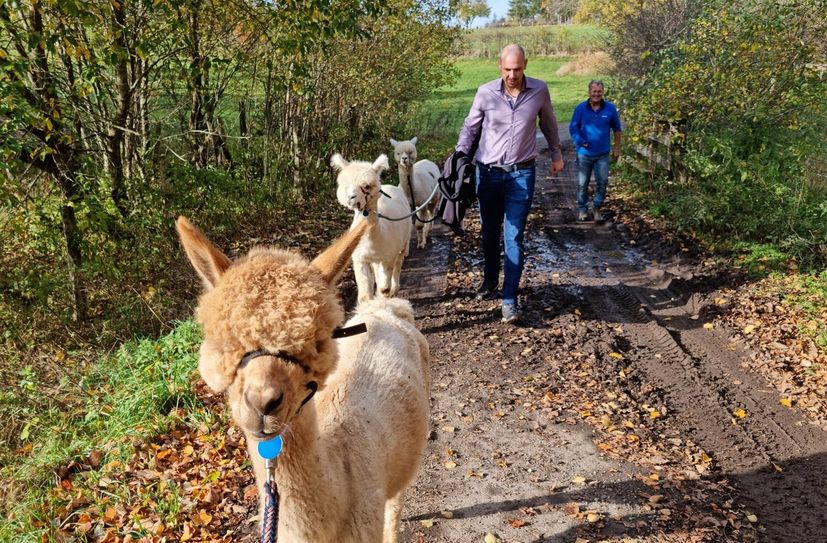 Unterwegs mit flauschigen Wanderfreunden. Alpakas bringen Ruhe in den Spaziergang.