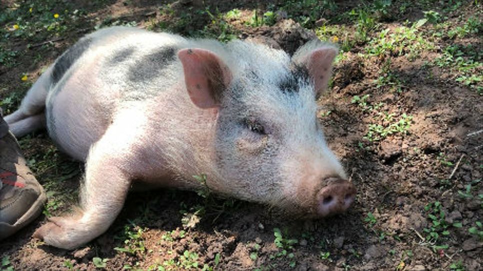 Schweinchen "Babe" sucht ein neues Zuhause. Foto: Scholl