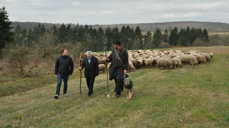 Auf den Weg gemacht: Wanderschäfer Steffen Carmin (rechts) legt mit Moritz Schmitt (links) von der Stiftung Natur und Umwelt Rheinland-Pfalz und Landrat Manfred Schnur die ersten Meter auf seiner Wanderschäfer-Route durch den Landkreis Cochem-Zell zurück.