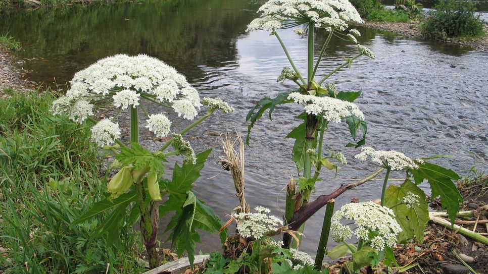 Herkulesstaude an der Rur bei Jülich