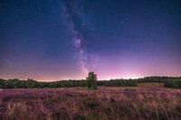 Perseidennacht mit Sternschnuppe und Milchstraße in der Schavener Heide