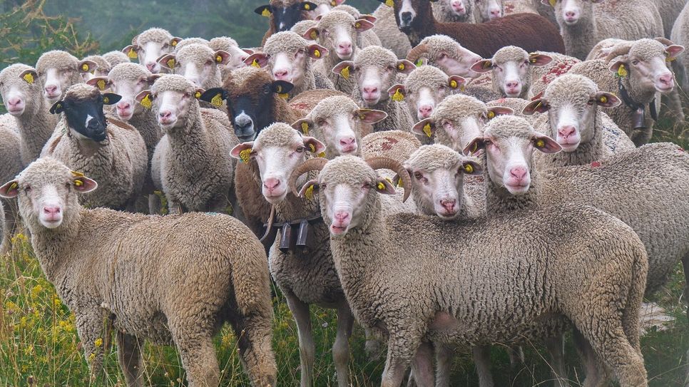 Die Blauzungenkrankheit wurde im Rhein-Hunsrück-Kreis bei Schafen festgestellt.