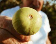 Unbekannte haben die Obstplantage der Lebenshilfe Werkstätten geplündert.