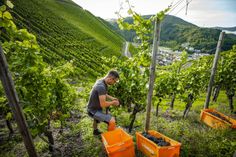 Mit dem Frühburgunder begann heute die offizielle Weinlese im Ahrtal.