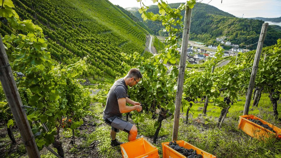 Mit dem Frühburgunder begann heute die offizielle Weinlese im Ahrtal.