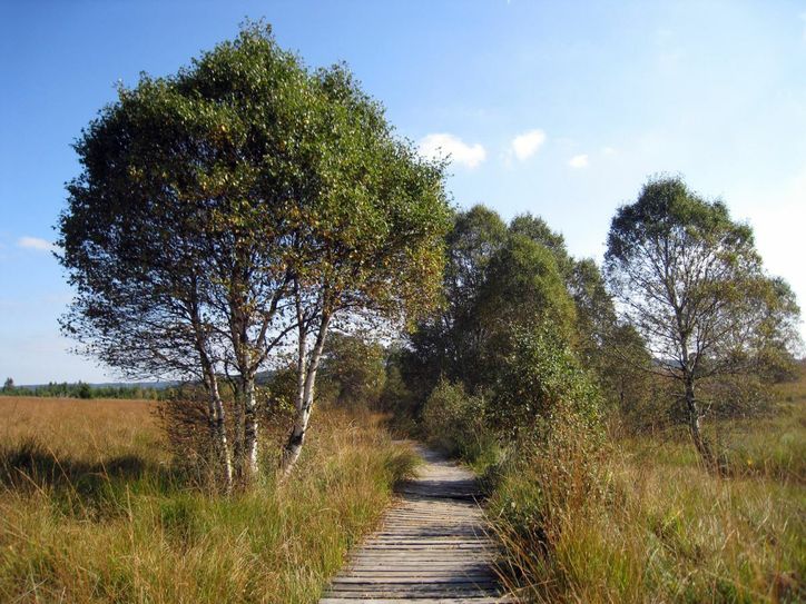 Holzstege im Wallonischen Venn.