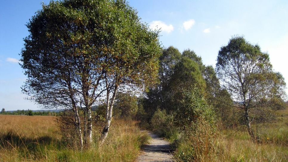 Holzstege im Wallonischen Venn.