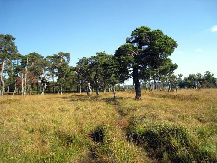 Lichte Kiefernwälder werden gequert.