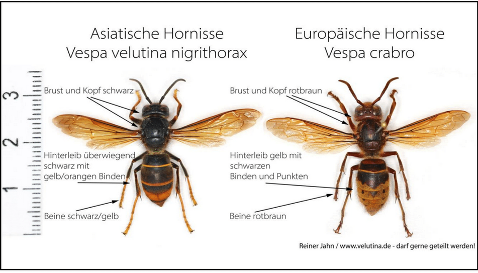 Die Asiatische Hornisse gefährdet die Artenvielfalt.