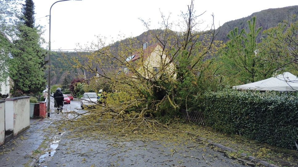 Auch in der Pfalzstraße in Bad Münster mussten die Helfer der Feuerwehr einen umgestürzten Baum beseitigen.