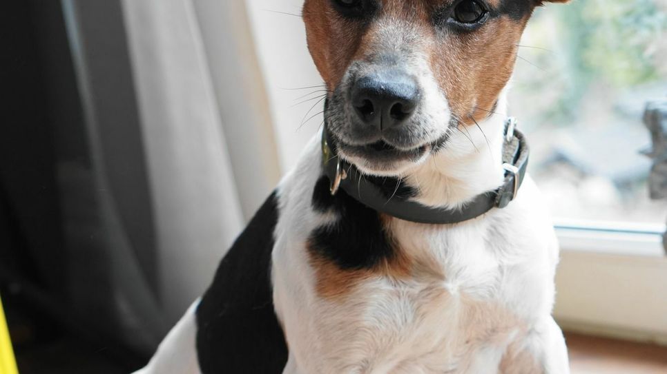 Felix, ein neun Jahre alter Jack Russel-Rüde, muss dringend weitervermittelt werden. Foto: Initiative für Tiere in Not