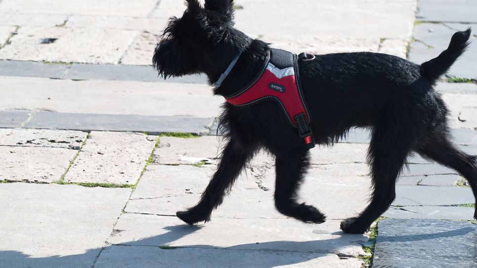 Ein Hund hat die fliehenden Einbrecher verfolgt (Symbolfoto)