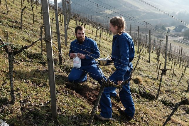 Probenentnahme im Weinberg