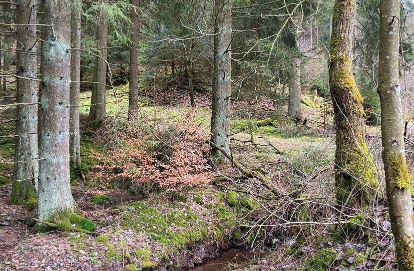 Zu jeder Jahreszeit bietet der Wald viele Möglichkeiten auf Entdeckungsreise zu gehen.