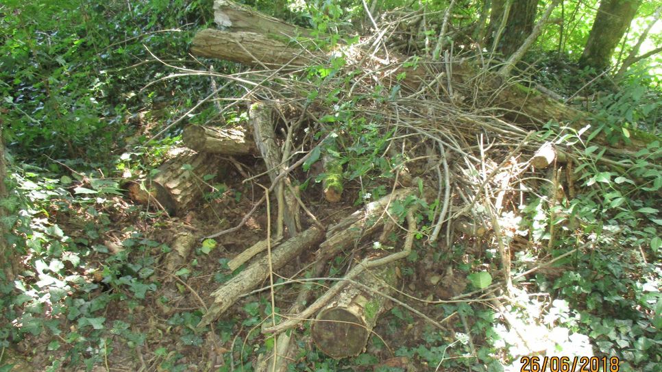 Ein solcher Igelhaufen, eingerichtet vom städtischen Grünflächenamt am Olewiger Bach, hilft den Tierchen beim Überwintern. Foto: Grünflächenamt Trier