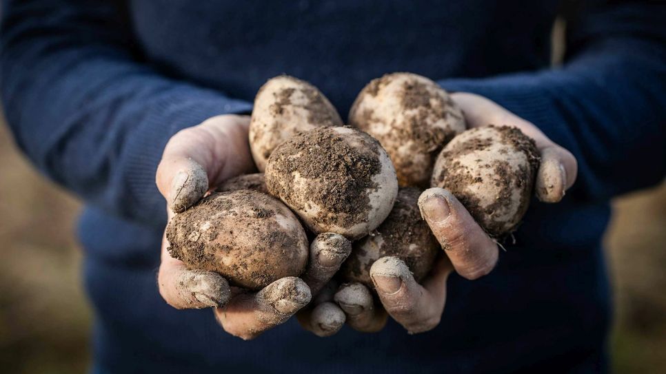 Bei den Kartoffeltagen kommen nur Knollen aus heimsichem Anbau auf den Tisch. Foto: Naturpark