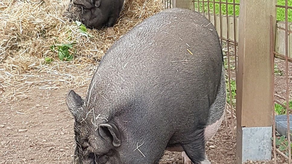 Diese beiden Hängebauchschweine suchen ein neues Zuhause. Foto: Privat