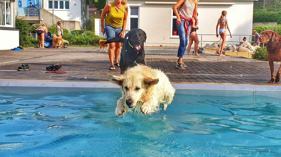 Das beliebte Hundeschwimmen beendet am kommenden Montag die Saison im Kirner Freibad