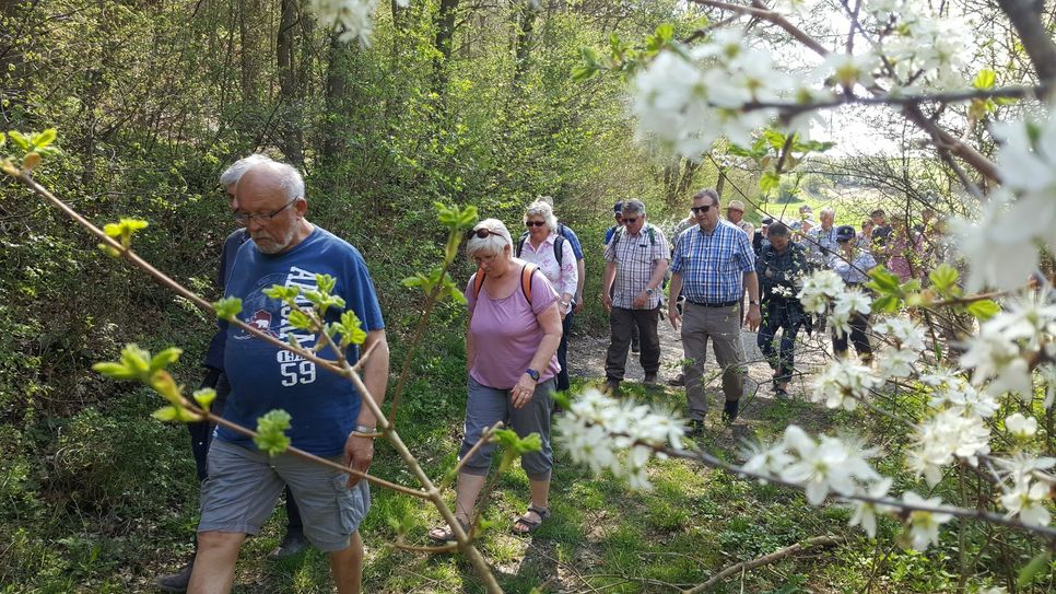 Bei traumhaftem Frühlingswetter konnten einige Akteure, die dem Eifeler Kräutertages eng verbunden sind, eine Wanderung auf der neuen Schleife des »Eifeler Kräuterpfades« unternehmen. Durch die neue Variante wird ein Rundwanderweg zwischen Nettersheim und Bad Münstereifel möglich. mn-Fotos