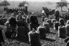 Die Kartoffelernte in der Eifel, 1929.