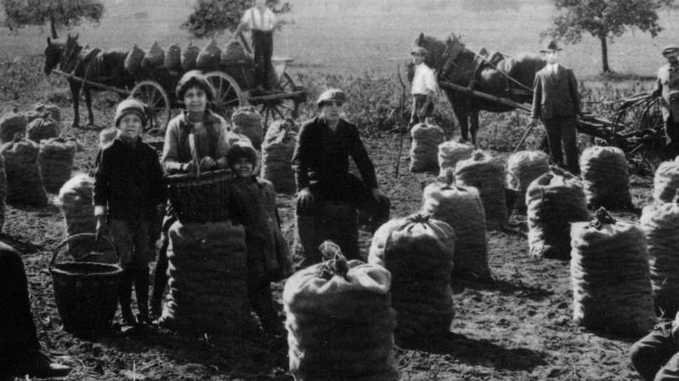 Die Kartoffelernte in der Eifel, 1929.