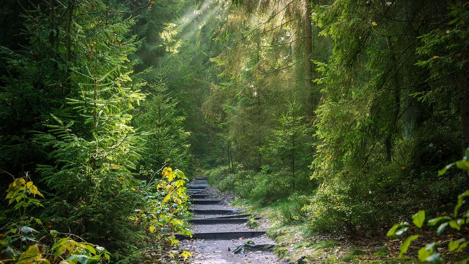 "Waldbaden" am Sonntag, 30. Juni