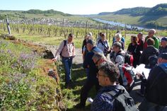 Botanische Exkursion in Nittel