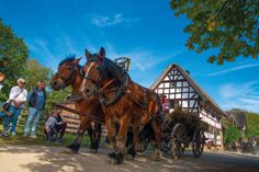 Im Freilichtmuseum bei »Nach der Ernte« zu sehen: Pferde im Korso.