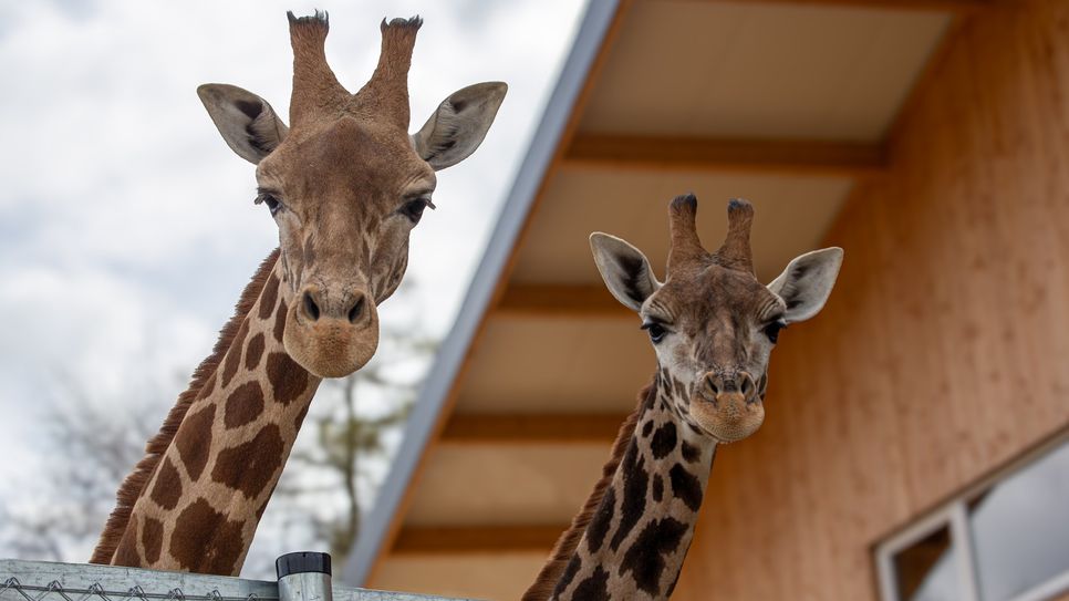 Neue Bewohner, neue Behausung: Die beiden Giraffen Elli und Fränky haben sich im neuen Giraffenhaus in der Umalessa-Savanne bestens eingelebt.