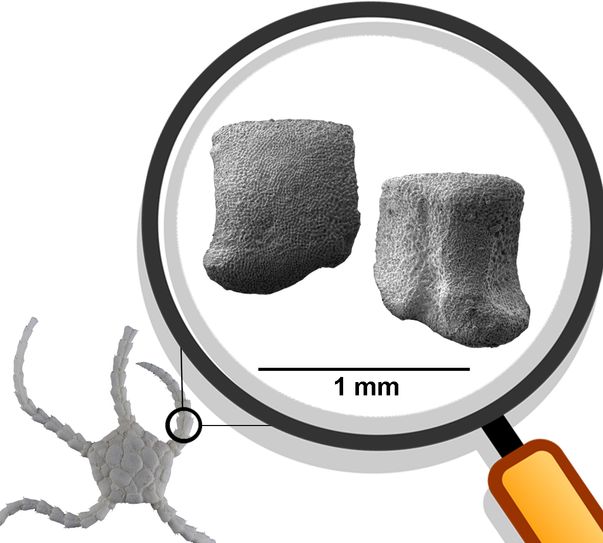 Vergrößerte Aufnahme der neuen Schlangenstern-Fossilien aus dem Prümtal.