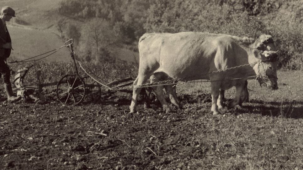 die Waldmästung üblich. Schweinehirten hüteten und führten ihre Schweine durch die Wälder.