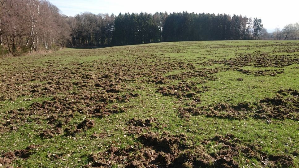 Auf der Suche nach Nahrung machen Wildschweine sowohl Landwirten als auch privaten Gartenbesitzern zu schaffen. Foto: Nationalparkverwaltung Eifel/V. Möller