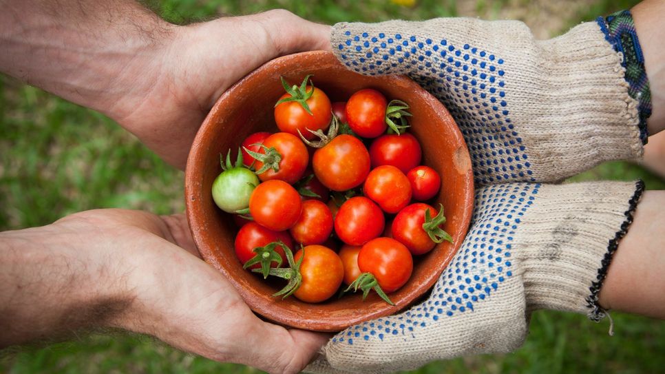 Zu viele Tomaten? Für frisches Gemüse finden sich immer dankbare Abnehmer. Themenbild: Elaine Casap/unsplash.com